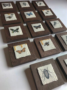 Insect Plaques